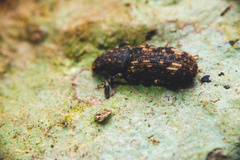 Eucorynus crassicornis