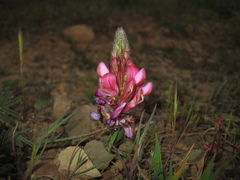 Onobrychis humilis