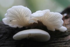 Clitopilus hobsonii