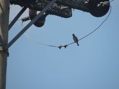 Zonotrichia capensis