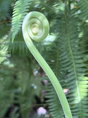 Gleichenella pectinata