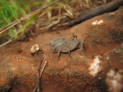 Ocnerodes fallaciosus