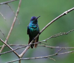 Chrysuronia oenone