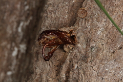 Eusphecia pimplaeformis