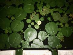 Nymphaea lasiophylla