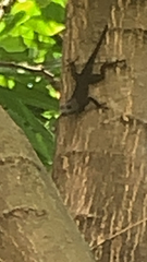 Anolis cristatellus