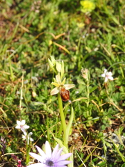 Ophrys exaltata archipelagi