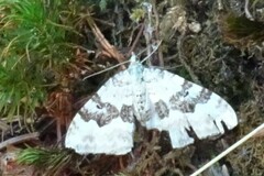 Xanthorhoe montanata