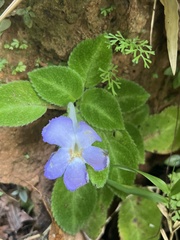Episcia lilacina