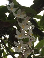 Rodriguezia bracteata