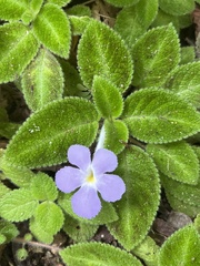Episcia lilacina