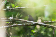 Cyanoloxia cyanoides