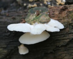 Clitopilus hobsonii