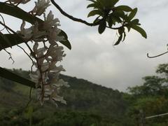 Rodriguezia bracteata