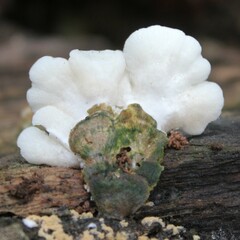 Clitopilus hobsonii
