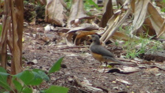 Turdus pelios