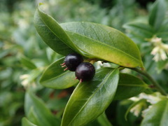 Sarcococca confusa
