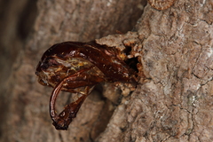 Eusphecia pimplaeformis