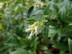 Sarcococca confusa