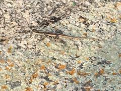 Tropidurus semitaeniatus