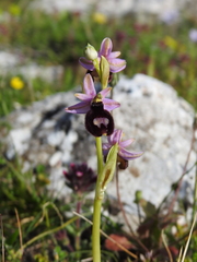 Ophrys bertolonii bertoloniiformis
