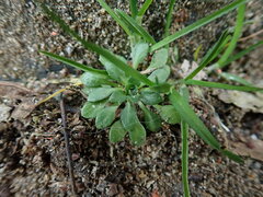 Draba verna