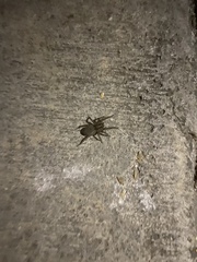 Varacosa