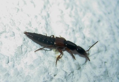 Othius punctulatus