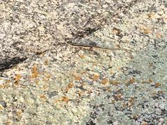 Tropidurus semitaeniatus