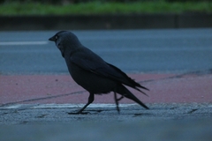 Corvus monedula