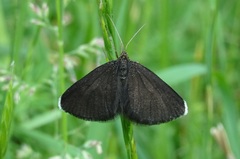 Odezia atrata
