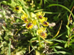 Ophrys sicula