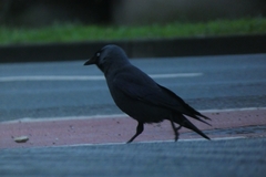 Corvus monedula