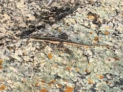 Tropidurus semitaeniatus