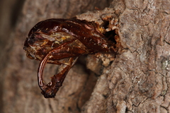 Eusphecia pimplaeformis