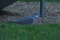Columba palumbus