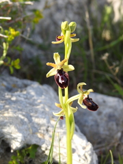 Ophrys sphegodes passionis