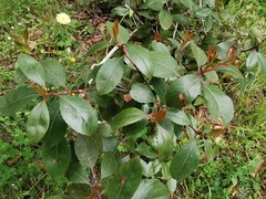 Catha edulis