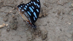 Graphium