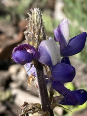 Lupinus bicolor