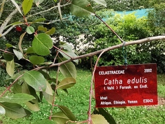 Catha edulis