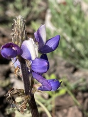 Lupinus bicolor