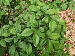 Diospyros cathayensis