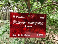 Diospyros cathayensis