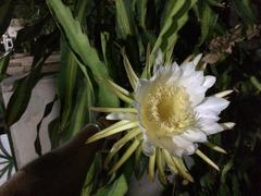 Selenicereus undatus