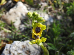 Ophrys lutea
