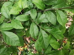 Diospyros cathayensis