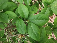 Diospyros cathayensis