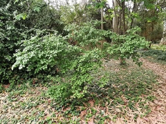 Diospyros cathayensis