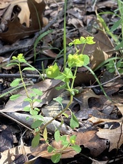 Euphorbia roemeriana